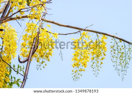Golden shower, Indian Laburnum, Cassia fistula, beautiful yellow tropical flower