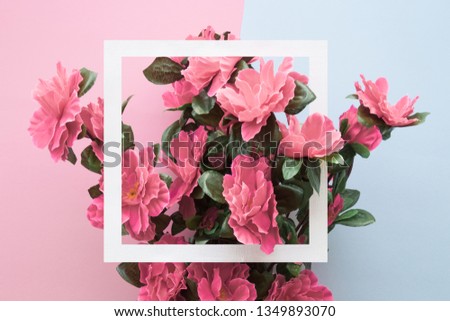 Pink flowers of azalea with white frame on pink and blue background. Toned image. Empty place for inspirational, emotional, sentimental text, quote or sayings.