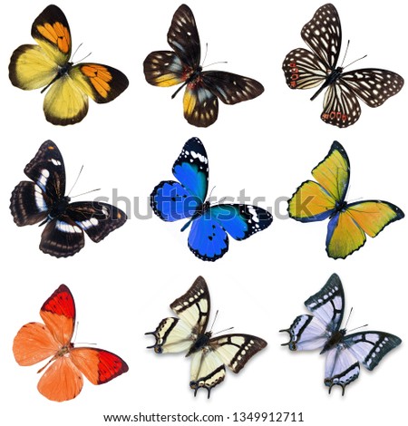 Set of nine differently multicolored colored  butterfly  isolated on white background
