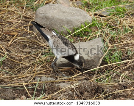 Plover walking on the ground.