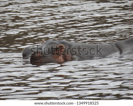 Hippo in the water.