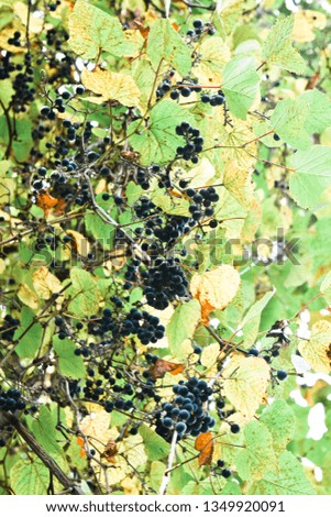 Grape plants- grapevine