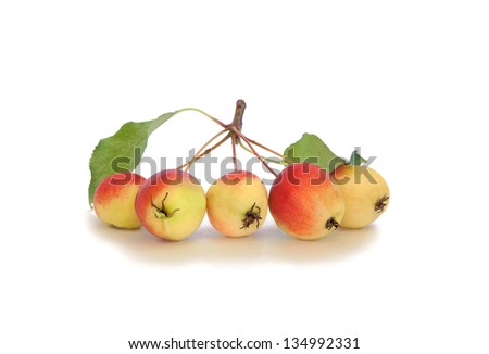 Twig of Paradise apple isolated on white background