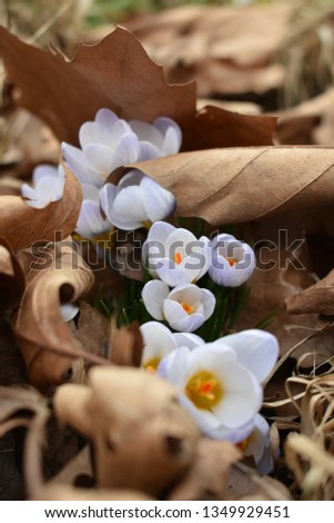 Spring flowers crocus rising from under dried leaves in the park.