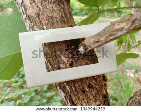 bug on tree with frame