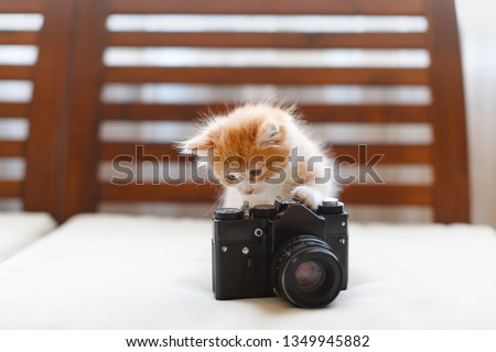Little adorable sunny fluffy cute ginger cat plays with a vintage camera, front view/ light photography, kitty checks the camera settings before taking a picture, handsome tabby kitten, pets concept.