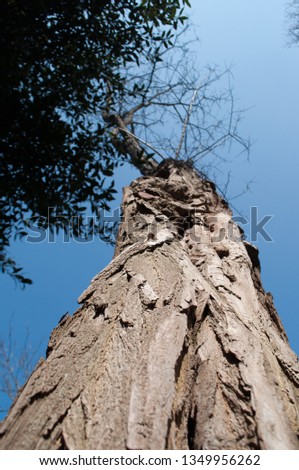 the texture of the tree bark on blue sky background.