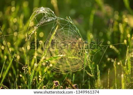 Green spring plants with dew water drops and shiny web, macro sunny natural background