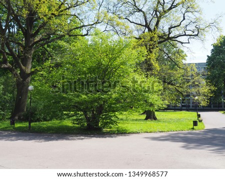 Corylus avellana - the common hazel in the park, spring, Poland Royalty-Free Stock Photo #1349968577