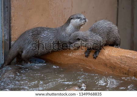 Otter, Tips and tricks