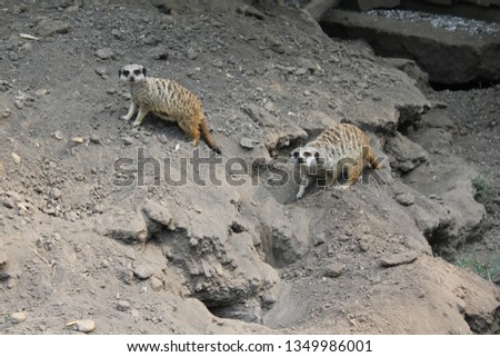 Cute little meerkats.