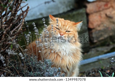 Siberian cat outdoors