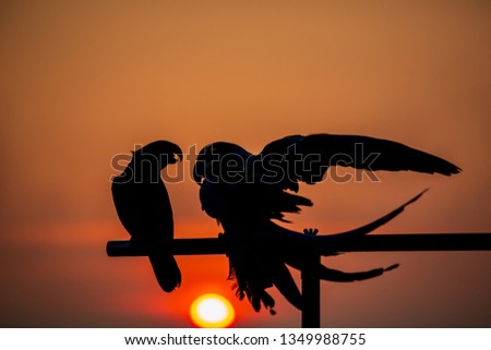 Silhouette picture parrots on the timber of the sun orange.