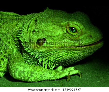 face close up for green lizard                            