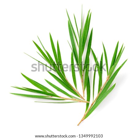 fresh tea tree isolated on white background, top view Royalty-Free Stock Photo #1349992103