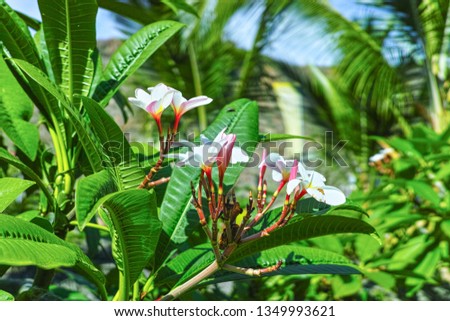 Seasonal blossom of tropical plumeria plant, aromatic flowers used in perfumes