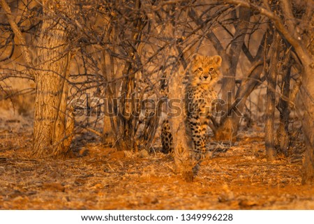 Cheetah cub in the bush