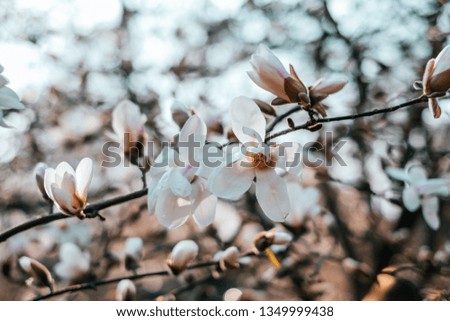 White magnolia flower blossom background with beautiful blurred bokeh effect.