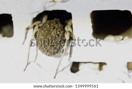 Wolf Spider covered in her baby spiderlings. Lycosoidea walking into hole in a brick with her abdomen covered in baby spiders in Spain