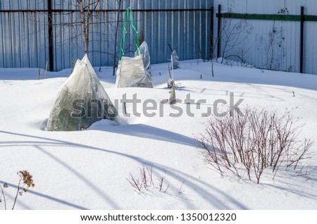 plants in a snow-covered garden, covered with a cloth for the winter Royalty-Free Stock Photo #1350012320