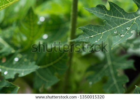 Raindrop water on big papaya leaf in the papaya plant