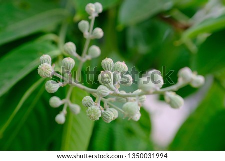  Lagerstroemia calyculata flowers