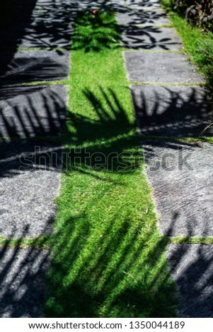 the shadow of a palm tree on the grass