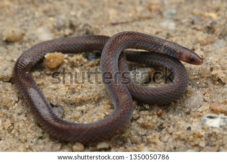 Dwarf Reed Snake, Malaysia
