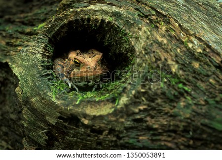 American toad (Bufo americanus) hiding in cool, shaded knot hole in fallen log on hot summer day. Photo taken as found; not a set-up.