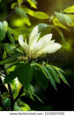 Mysterious spring floral background with blooming white magnolia flowers on a sunny day