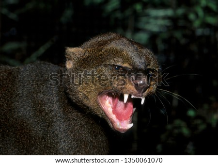Snarling jaguarundi (Felis yagouroundi); captive