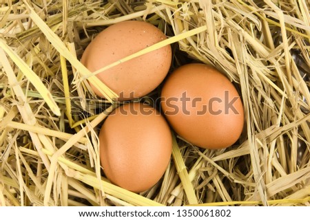 Brown Chicken Egg in Nest