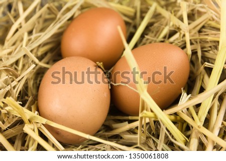 Brown Chicken Egg in Nest