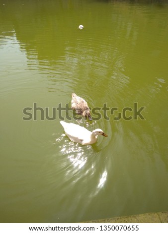 Duck in pond 