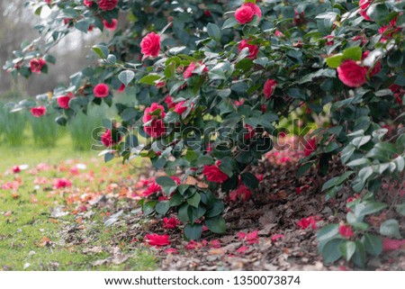 red flowers on a bush
