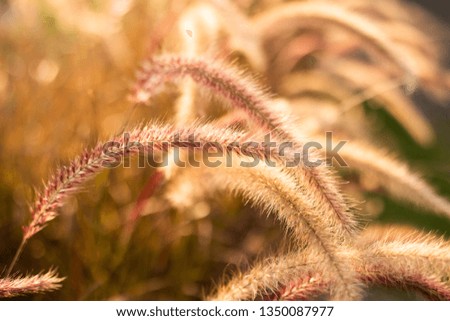 Meadow field at sunset. Beautiful natural scene and shining a sunlight. A golden of plant concept