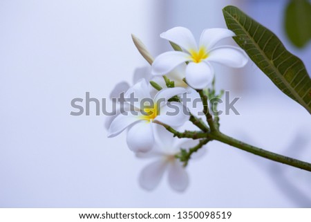 frangipani flower (Frangipani ) white and leaves beautiful, concept:Spa Aroma Relaxing Perfume Symbols,A bouquet of flowers to congratulate the wedding