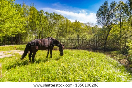 Horse on the background of trees and grass in summer