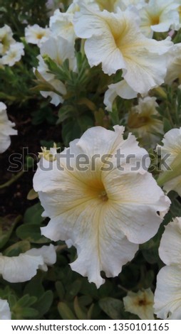beautiful white flower blossom
