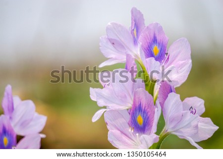 Water hyacinth flower green leaves - Image