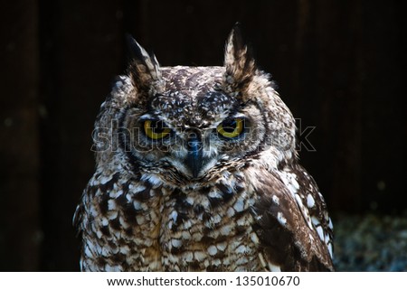 Portrait of Bubo virginianus (Great horned owl), picture taken in captivity in Krasna Horka Castle, Slovakia.
