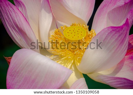 Pink lotus flower-Image