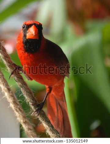 Male Northern Cardinal looking slightly away from viewer. He is perched on roughly textured rope. Background is blurred greenery. Lighting coming from left side of image. Vertical image with copyspace