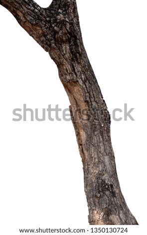 The trunk of the tree is unique on a white background.