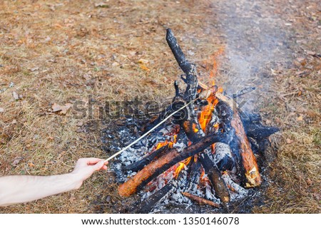 A man fries sausages against the grass on a campfire in the spring forest. In the frame of one hand. Firewood from round branches.
