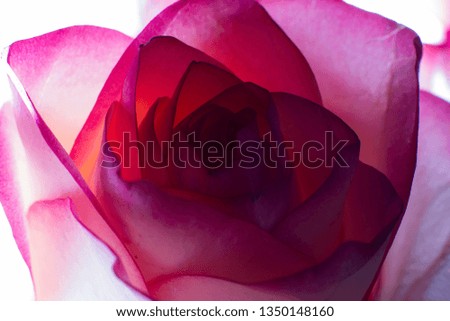 Pink rose close