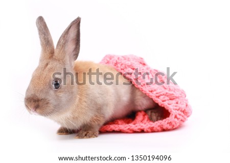 Brown baby young rabbit in pink warm yarn winter hat on white backround