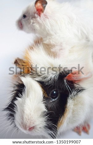 Three colors Guinea pig and white Syrian hamster on white background .