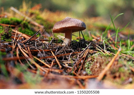mushroom in the forest in leaves