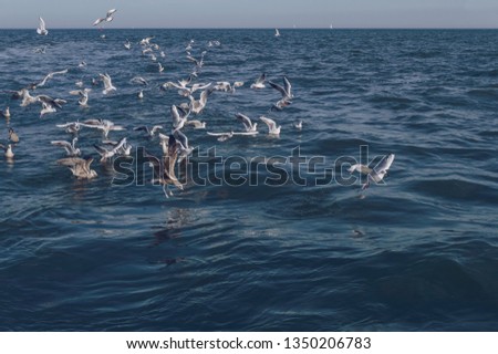 bunch of seagulls that are flying after fishing trawler in open sea